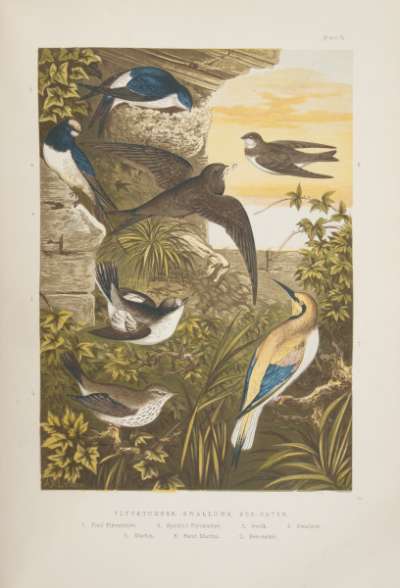The Smaller British Birds publication